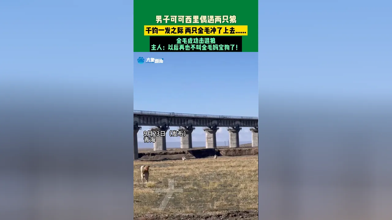 使命召唤卡盟-被喂到挑食！可可西里讨食狼越来越多（